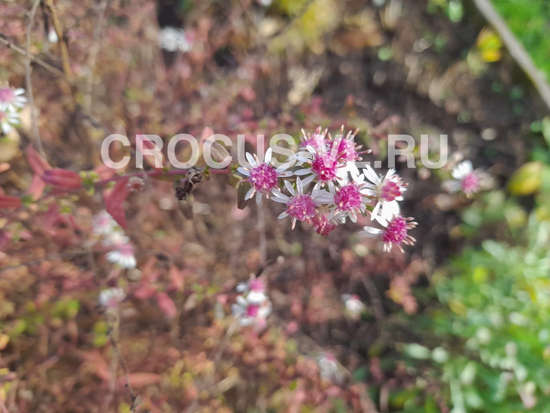 Астра бокоцветная «Horizontalis»